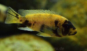 Metriaclima zebra 'Masinje'